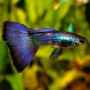 Blue Moscow Guppy Fish