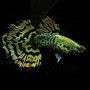 Halfmoon Tiger Guppy Fish