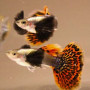 Dumbo Ear Chilli Red Guppy Fish