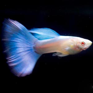 Albino Sky Topaz Blue Guppy Fish