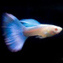 Albino Sky Topaz Blue Guppy Fish