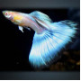 Japanblue Blue Tail Guppy Fish