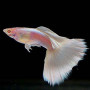 Albino Platinum White Tuxedo Guppy Fish