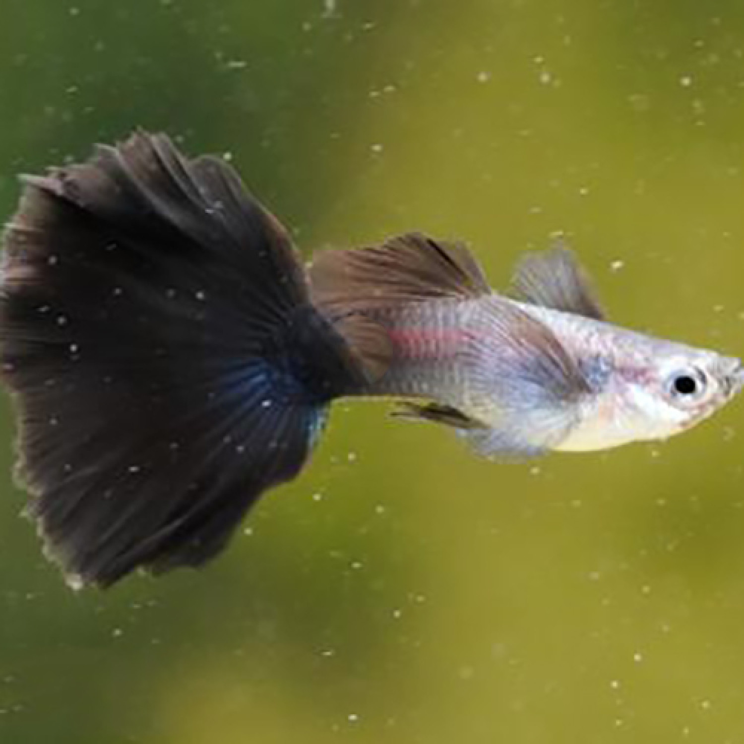 Buy Blue Diamond Guppy Fish Online | AQUAStore