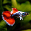 White Ear Santa Clause Guppy Fish