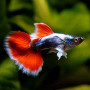 White Ear Santa Clause Guppy Fish
