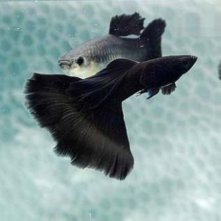 Jet Black Guppy Guppy Fish