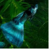 Emerald Green Guppy Fish