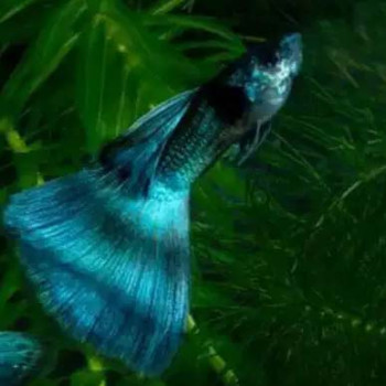 Emerald Green Guppy Fish