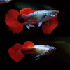 Platinum Red Guppy Fish