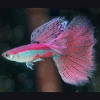 Pink Grass Guppy Guppy Fish