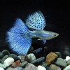 Pandora Blue Grass Guppy Fish