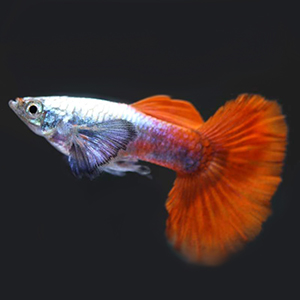 Big Ear Platinum Red Guppy Fish