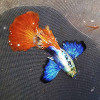 Dumbo Ear Platinum Red Guppy Fish