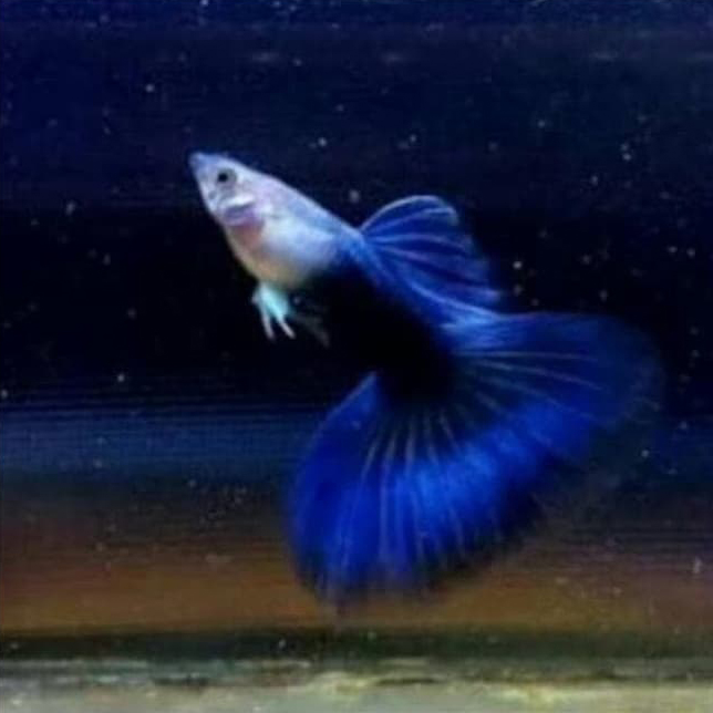Dumbo Ear Blue Diamond Guppy Fish