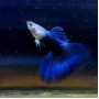 Dumbo Ear Blue Diamond Guppy Fish