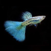 Japanese Blue Grass Guppy Fish