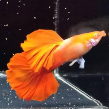 Albino Full Red Cauli Dorsal Guppy Fish