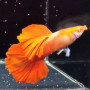 Albino Full Red Cauli Dorsal Guppy Fish