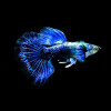 Blue Dragon Guppy Fish