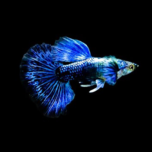 Blue Dragon Guppy Fish