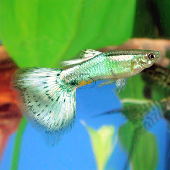 Green Diamond Guppy Fish