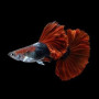 HB Red Cauli Dorsal Guppy Fish