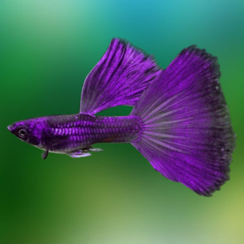 Purple Moscow Guppy Fish
