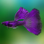 Purple Moscow Guppy Fish