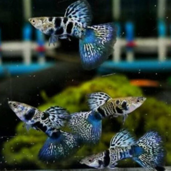Siamese Yellow Tiger Guppy Fish