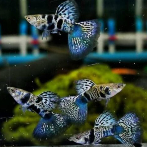 Siamese Yellow Tiger Guppy Fish