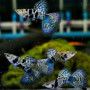 Siamese Yellow Tiger Guppy Fish