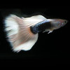 Silverado HB Pastel Guppy Fish