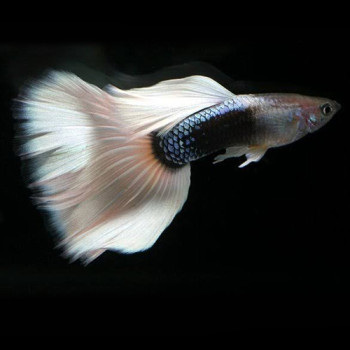 Silverado HB Pastel Guppy Fish