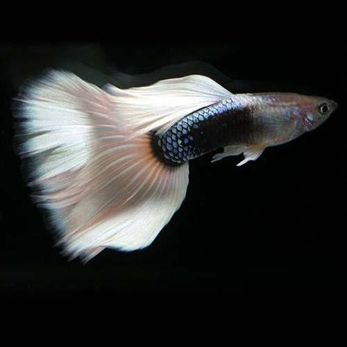 Silverado HB Pastel Guppy Fish