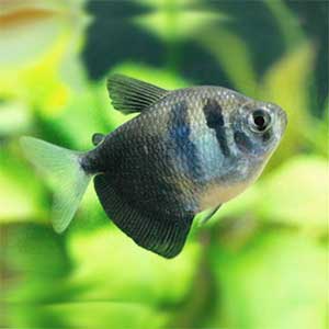 Black Tetra Fish