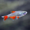 Blood Fin Tetra Fish