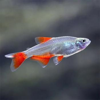 Blood Fin Tetra Fish
