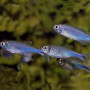 Blue Tetra Fish