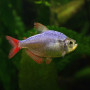 Colombian Tetra Fish