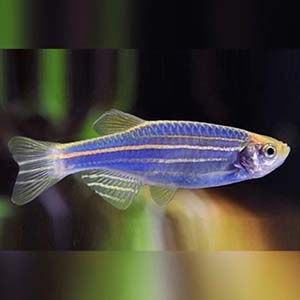 Danio Rerio Blue Zebra Fish