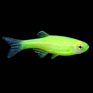 Danio Rerio Green Zebra Fish