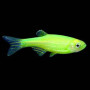Danio Rerio Green Zebra Fish