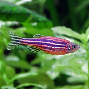 Danio Rerio Zebra Fish