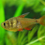 Flame Tetra Fish