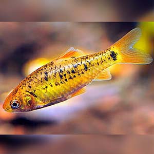 Golden Barb Fish
