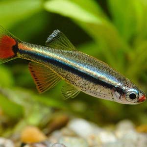 Mountain Minnow Fish