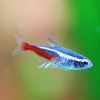 Neon Tetra Glow Fish