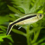 Penguin Tetra Fish