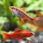 Cherry Barb Fish